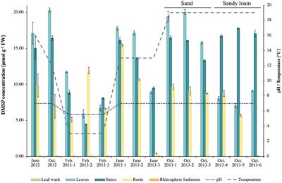 Microorganisms associated with Sporobolus anglicus, an invasive dimethylsulfoniopropionate producing salt marsh plant, are an unrecognized sink for dimethylsulfide